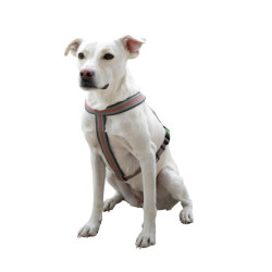 Harness Xenos Reflective grey/red