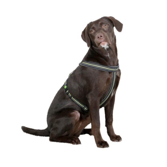 arness Xenos Reflective